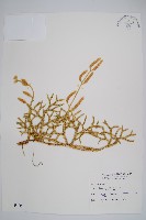 石松藏品圖，第1張