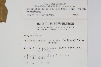 骨牌蕨藏品圖，第2張