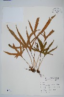 槭葉石葦藏品圖，第1張