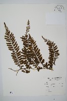 瓶蕨藏品圖，第1張