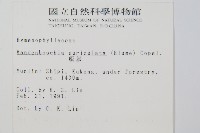 瓶蕨藏品圖，第2張