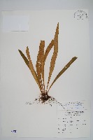 劍葉鐵角蕨、箭葉鐵角蕨藏品圖，第1張