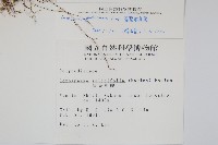 劍葉鐵角蕨、箭葉鐵角蕨藏品圖，第2張