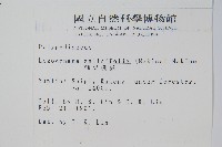 劍葉鐵角蕨、箭葉鐵角蕨藏品圖，第2張