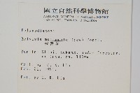 尖嘴蕨藏品圖，第2張