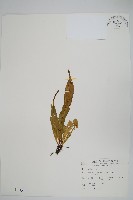 尖嘴蕨藏品圖，第1張