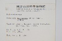 尖嘴蕨藏品圖，第2張