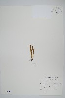 瓦葦藏品圖，第1張