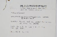 擬芨瓦葦藏品圖，第2張