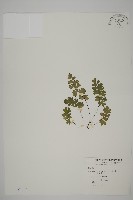 鐵線蕨藏品圖，第1張