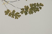 鐵線蕨藏品圖，第3張