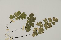 鐵線蕨藏品圖，第4張