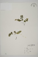 鐵線蕨藏品圖，第1張