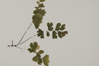 鐵線蕨藏品圖，第3張