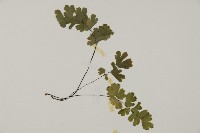 鐵線蕨藏品圖，第4張