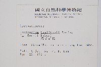 福氏石松藏品圖，第2張