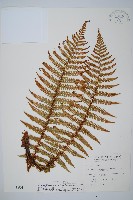 藏布鱗毛蕨藏品圖，第1張