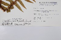 藏布鱗毛蕨藏品圖，第2張