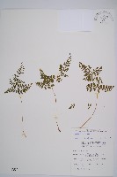 寬葉冷蕨藏品圖，第1張