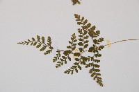 寬葉冷蕨藏品圖，第3張