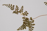 寬葉冷蕨藏品圖，第4張