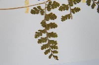 寬葉冷蕨藏品圖，第5張