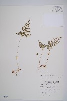 寬葉冷蕨藏品圖，第1張