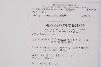 寬葉冷蕨藏品圖，第2張