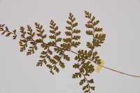 寬葉冷蕨藏品圖，第4張