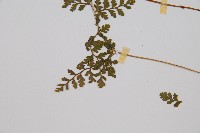 寬葉冷蕨藏品圖，第5張