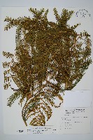 鱗芽裡白藏品圖，第1張