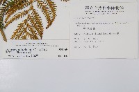 鱗芽裡白藏品圖，第2張