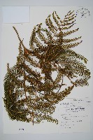 鱗芽裡白藏品圖，第1張