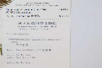 鱗芽裡白藏品圖，第2張