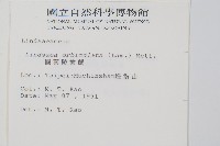 圓葉陵齒蕨藏品圖，第2張