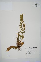 圓葉陵齒蕨藏品圖，第1張