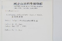 圓葉陵齒蕨藏品圖，第2張