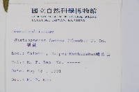 栗蕨藏品圖，第2張