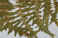 栗蕨藏品圖，第3張