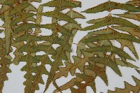 栗蕨藏品圖，第4張