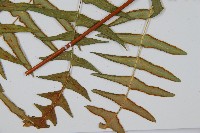 栗蕨藏品圖，第5張