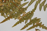 栗蕨藏品圖，第6張