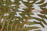 栗蕨藏品圖，第7張