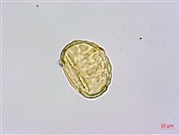 栗蕨藏品圖，第2張