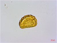 栗蕨藏品圖，第3張