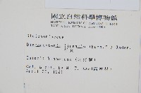 芒萁藏品圖，第2張