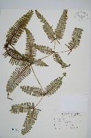 芒萁藏品圖，第1張