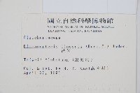 芒萁藏品圖，第2張