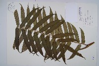 觀音座蓮藏品圖，第1張