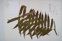 觀音座蓮藏品圖，第1張